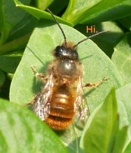 Red Mason Bee (image via bbe-tech.com)