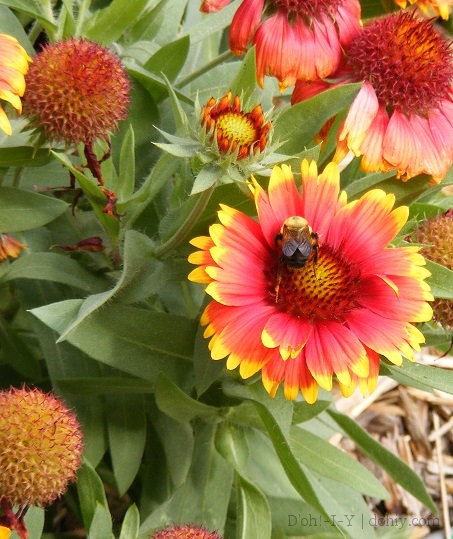 Dohiy.com - Blanket Flower and Bees
