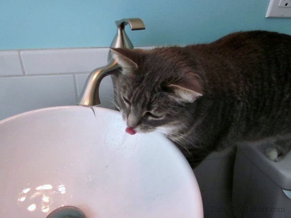 Mayya having her first sink drink with the new tap.