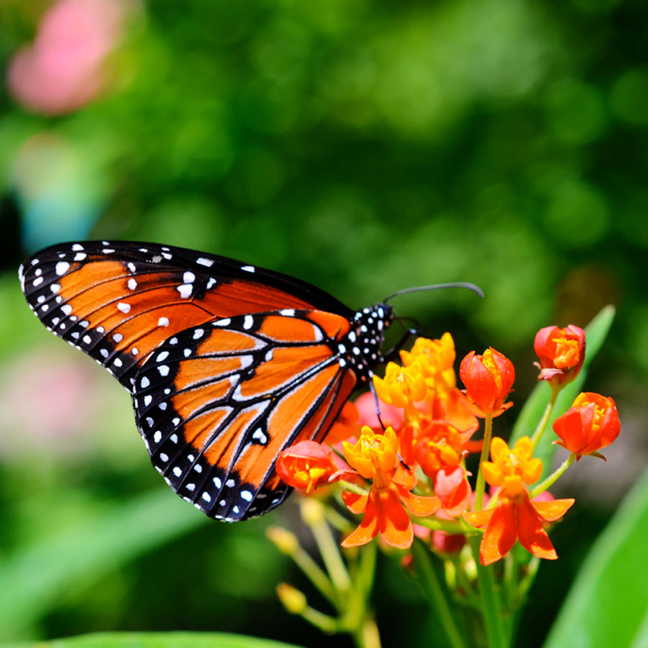 Orange Butterfly Flower (with butterfly) from Park Seed (via)