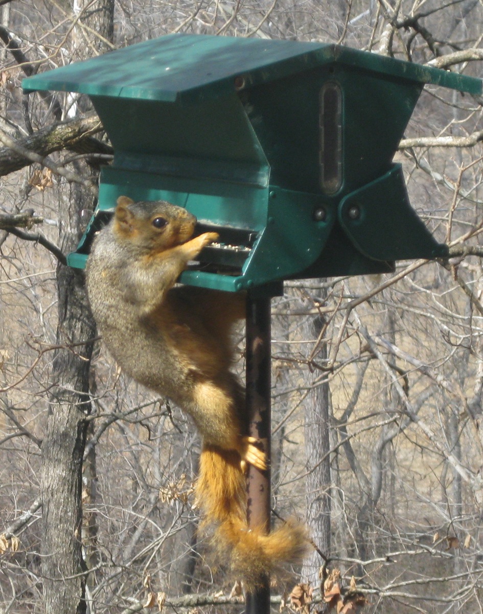 squirrel proof feeder