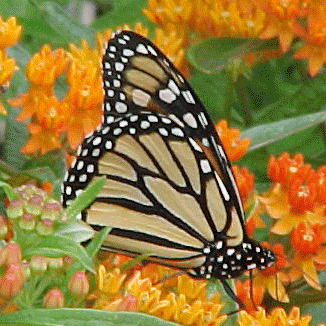 Monarch butterfly on butterfly weed. Photo by Randy Loftus, USFWS