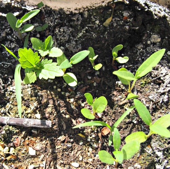 Milkweed (and weed-weed) seedlings from 2014 winter sowing