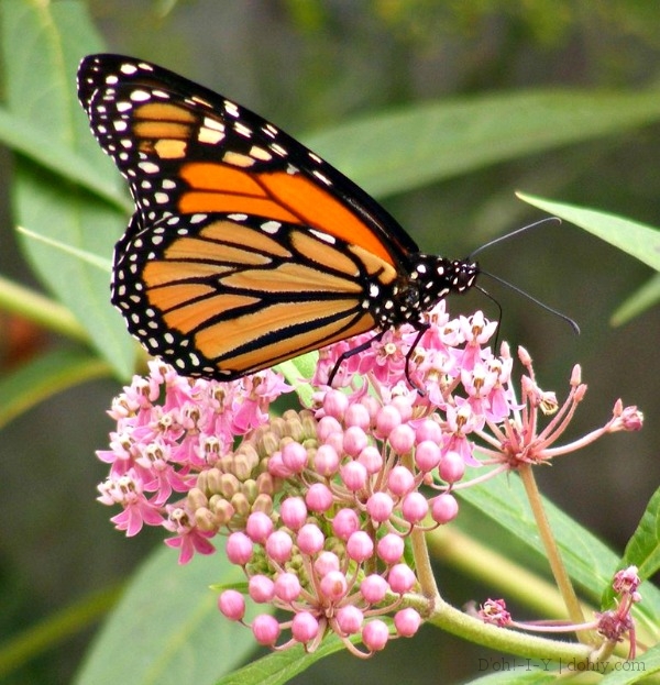 Monarch on Swamp Milkweed