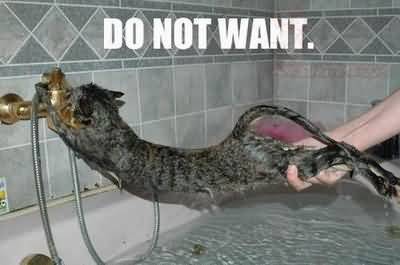 funny-cat-do-not-want-bath